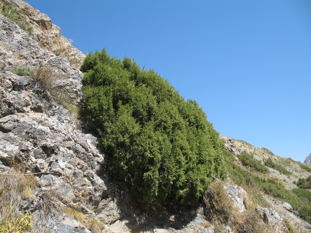 Image of Juniperus turkestanica specimen.