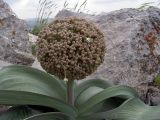 Allium karataviense