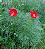 Paeonia tenuifolia