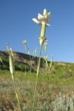 Dianthus elongatus