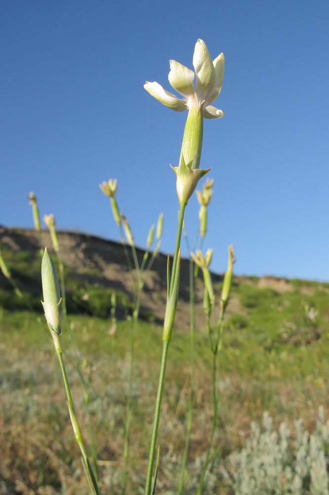 Image of Dianthus elongatus specimen.