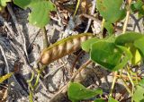 Canavalia maritima. Плод. Андаманские острова, остров Смит, песчаный пляж. 09.01.2015.