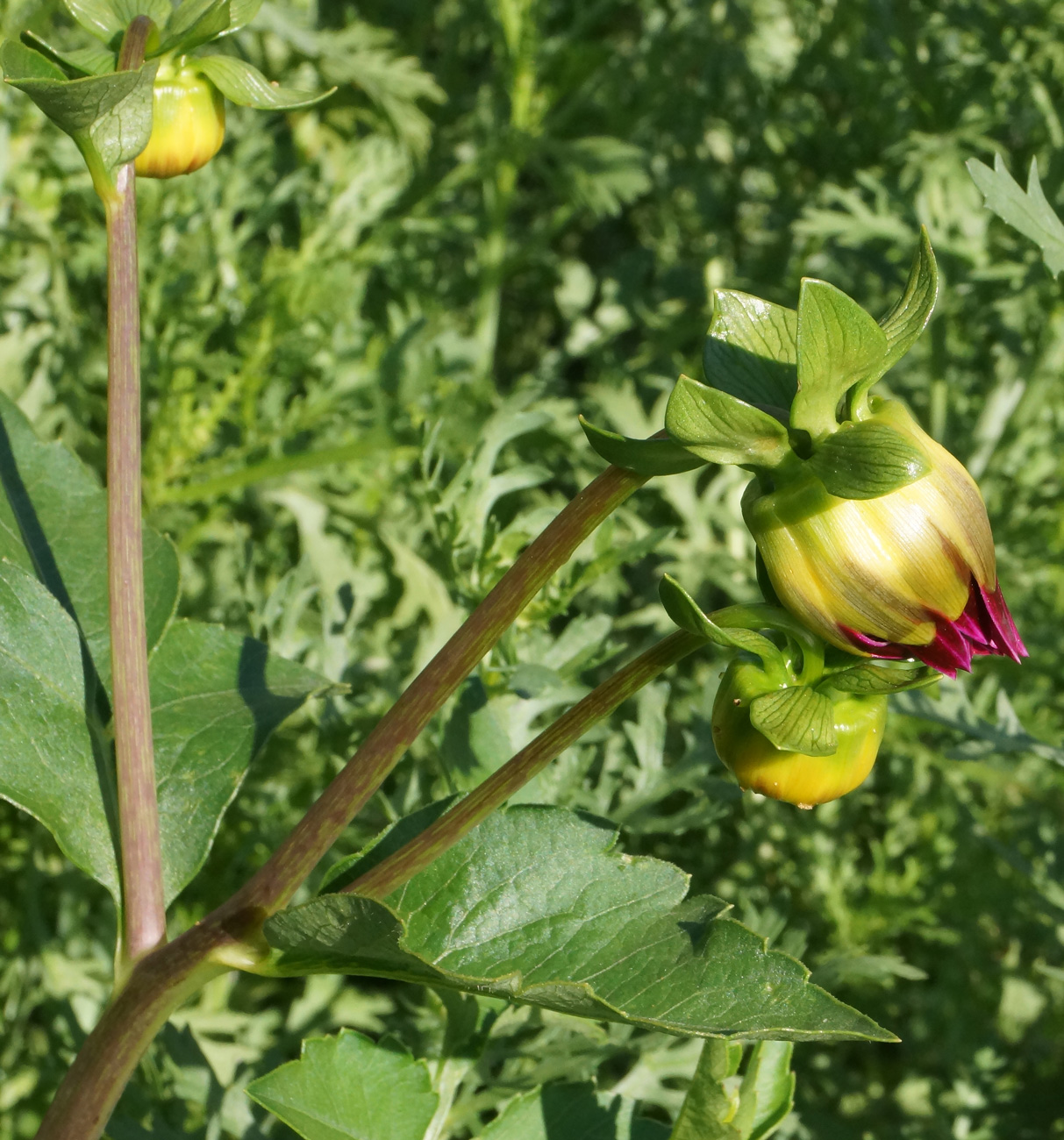 Image of Dahlia pinnata specimen.