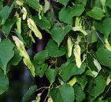 Tilia cordata. Ветви с соплодиями и листьями. Московская обл., Раменский р-н, окр. ж.-д. платформы Хрипань, смешанный лес у ЛЭП. 10.06.2015.