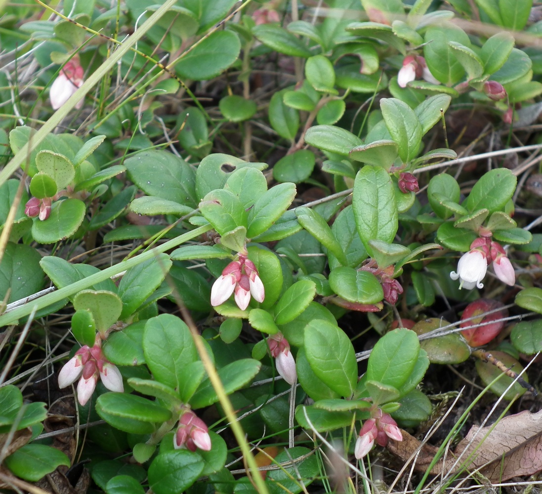 Image of Vaccinium vitis-idaea var. minus specimen.