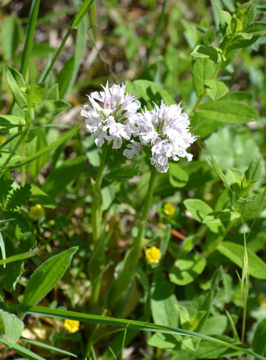 Image of Neotinea tridentata specimen.