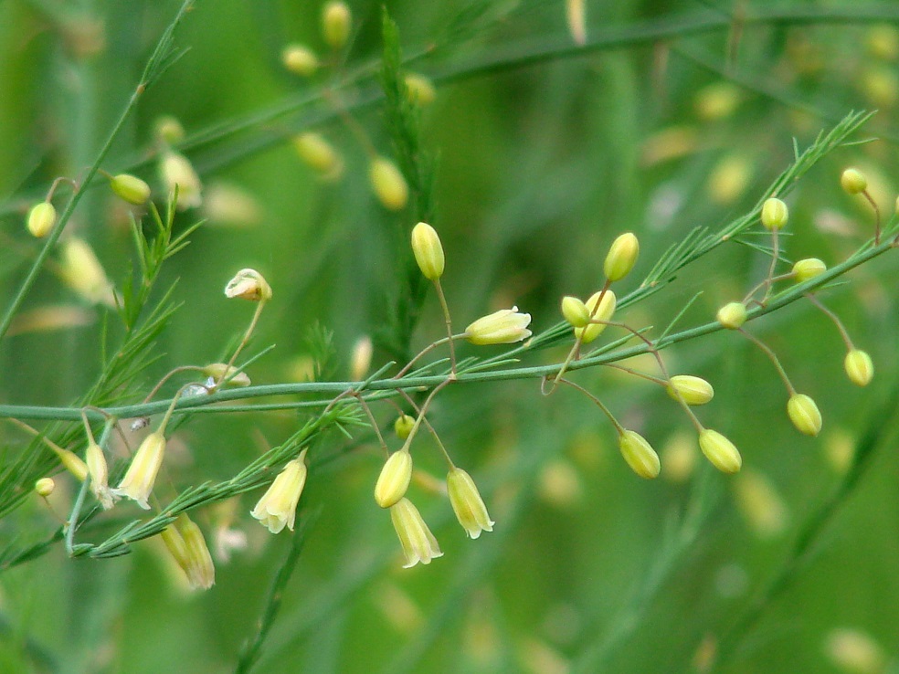 Image of Asparagus officinalis specimen.