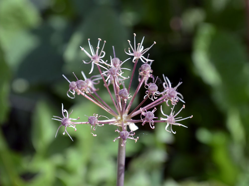 Изображение особи Allium alaicum.