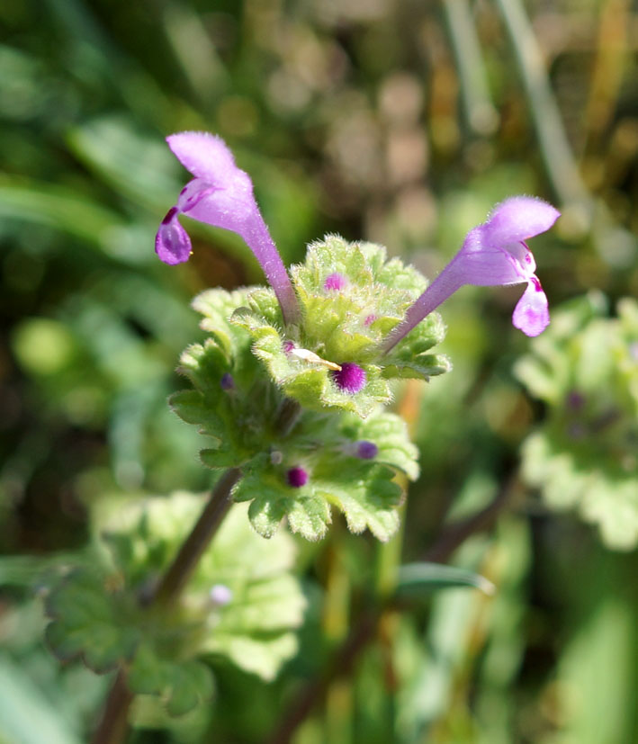 Image of Lamium amplexicaule specimen.