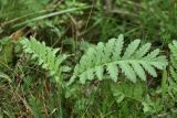 Tanacetum vulgare