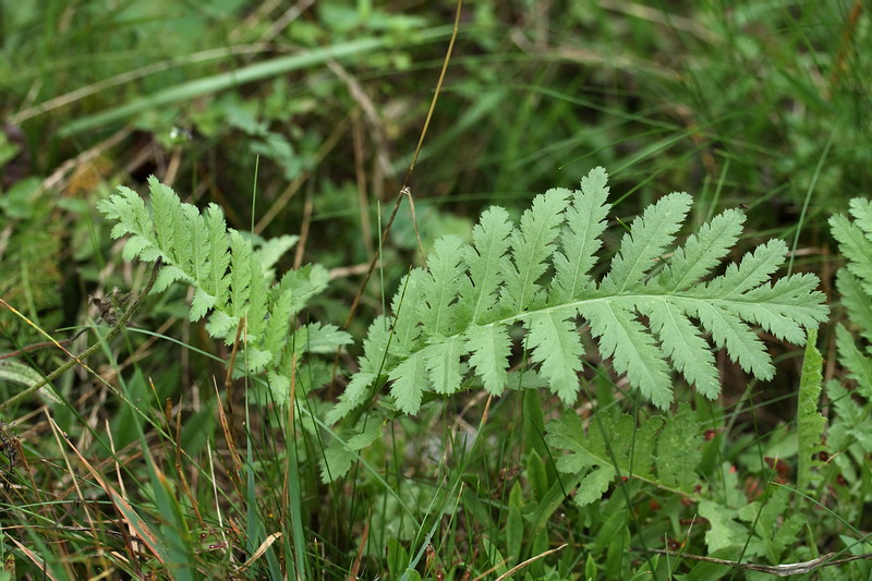 Image of Tanacetum vulgare specimen.