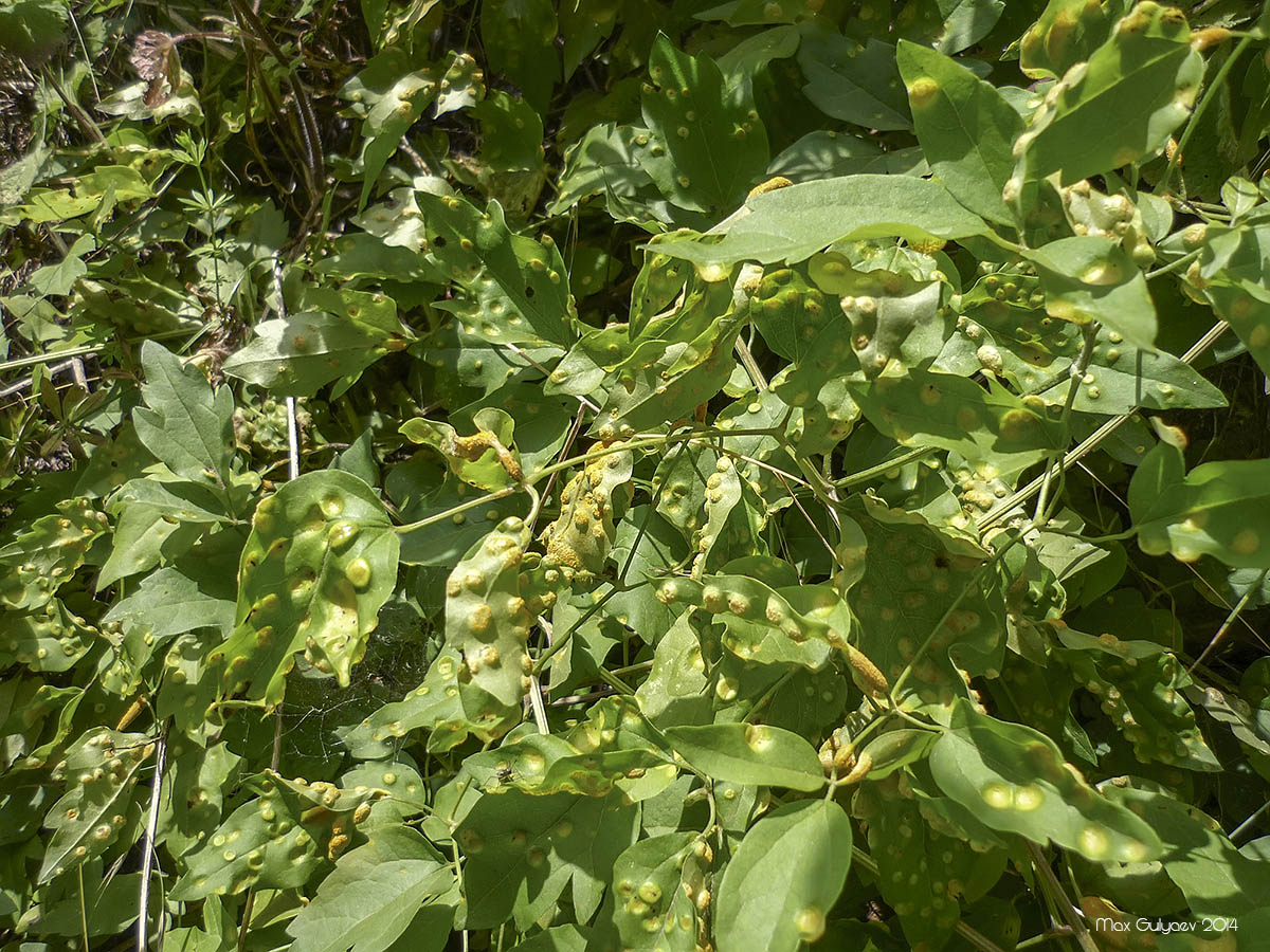 Image of Clematis vitalba specimen.