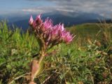 Sedum spurium