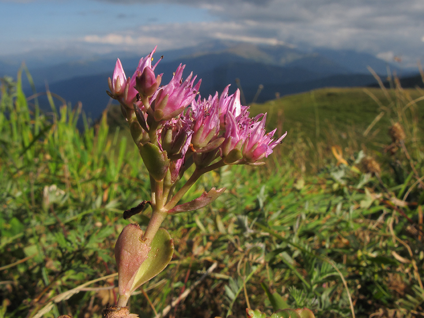 Изображение особи Sedum spurium.