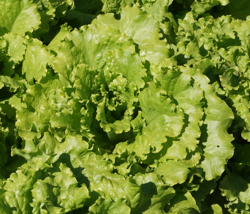 Image of Lactuca sativa specimen.