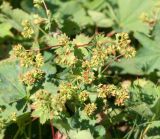 Alchemilla rubens. Соцветие. Восточно-Казахстанская обл., г. Риддер, окр. Малоульбинского вдхр., Россыпной Белок, возле Золотой Горы, склон сопки. 30.07.2008.