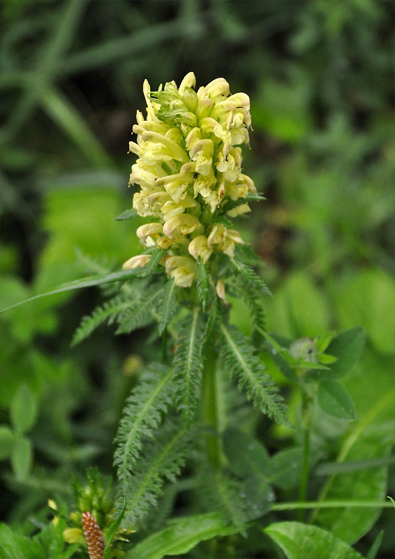 Изображение особи Pedicularis sibthorpii.