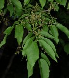 Fraxinus rhynchophylla
