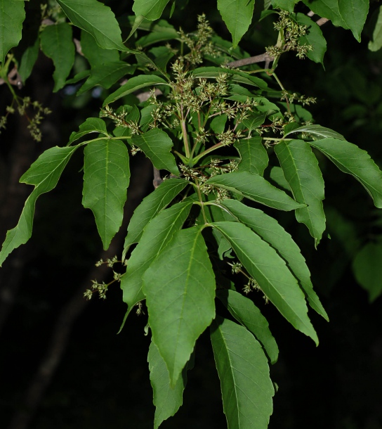 Image of Fraxinus rhynchophylla specimen.