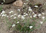 Arabidopsis petraea