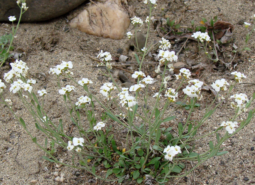 Изображение особи Arabidopsis petraea.