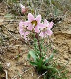 Rhinopetalum karelinii