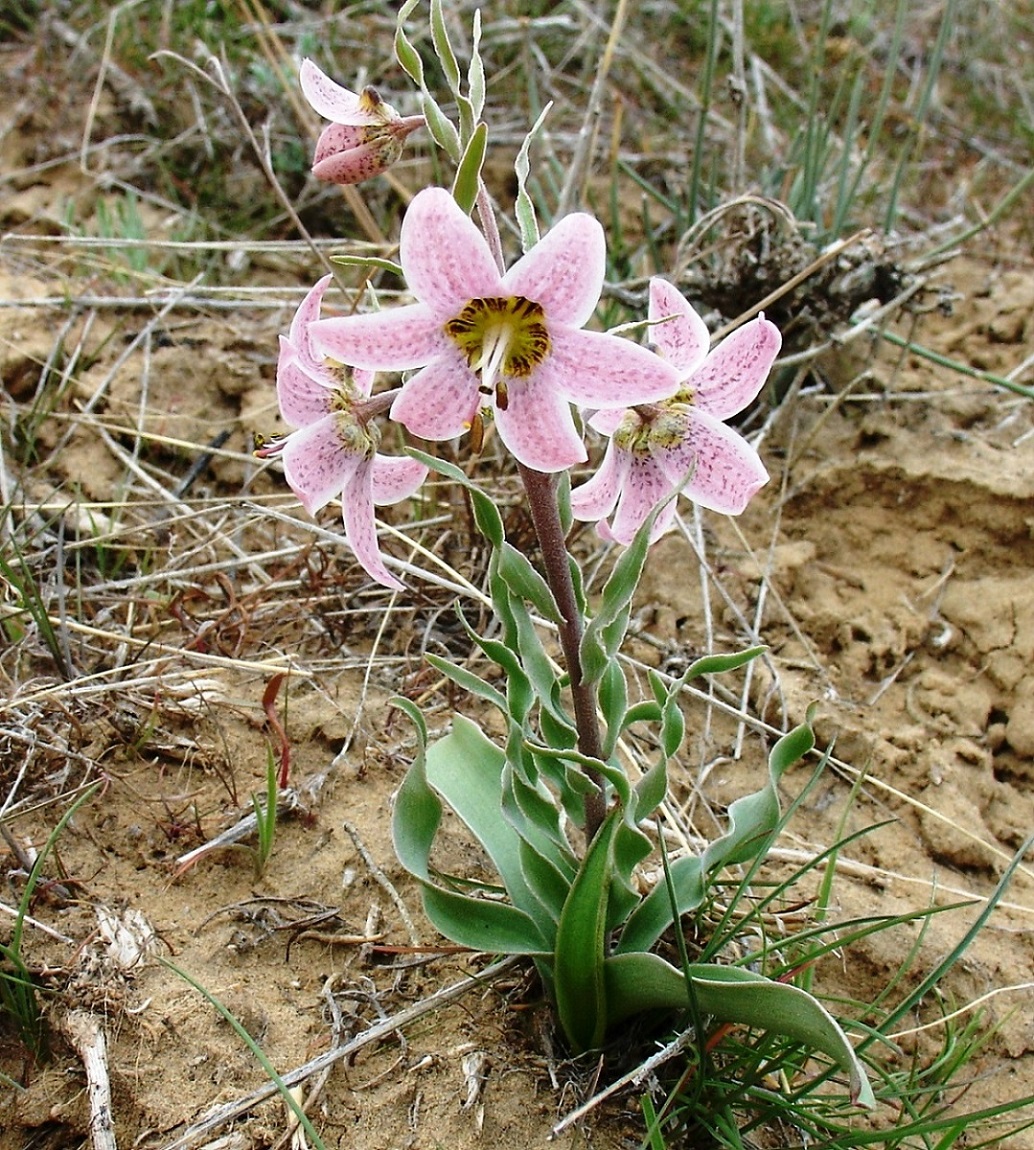 Изображение особи Rhinopetalum karelinii.