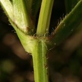 Coreopsis lanceolata