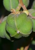 Cupaniopsis anacardioides