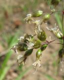 Hierochloe arctica