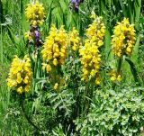 Phlomoides speciosa