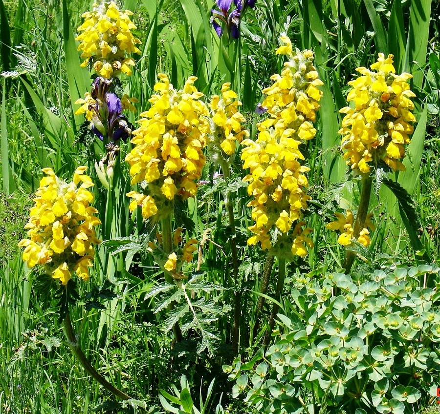 Изображение особи Phlomoides speciosa.