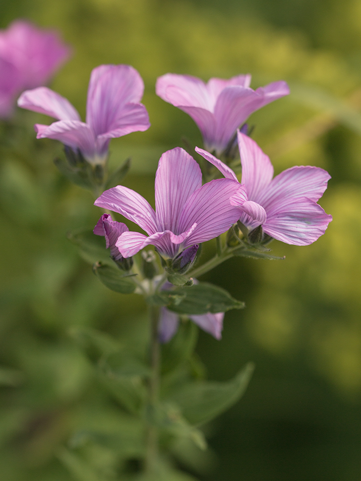 Image of Linum hypericifolium specimen.