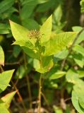 Lysimachia clethroides. Верхушка плодоносящего растения. Приморье, Хасанский р-н, остров Фуругельма, опушка широколиственного леса. 16.08.2015.