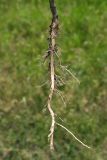 Lepidium ruderale. Корневая система. Белгородская обл., Губкинский р-н, окр. карьера ЛГОКа, у дороги. 15 июня 2009 г.