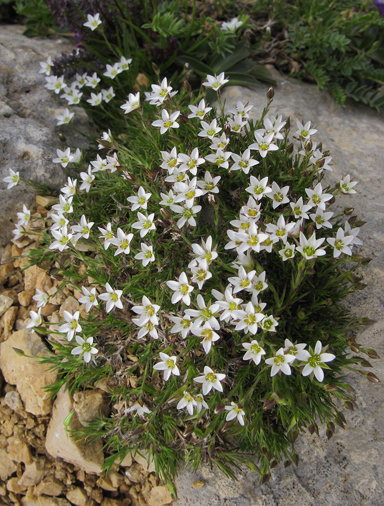 Image of Minuartia oreina specimen.