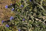 Alkanna areolata