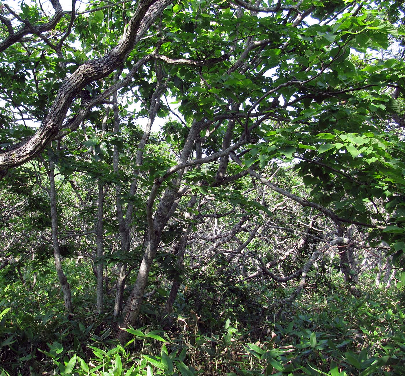 Image of Tilia maximowicziana specimen.