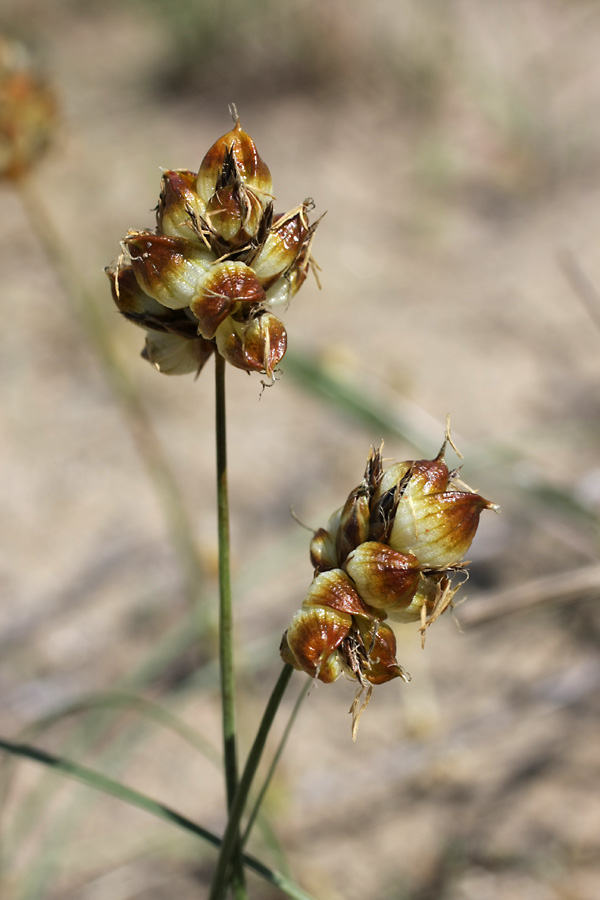 Изображение особи Carex physodes.