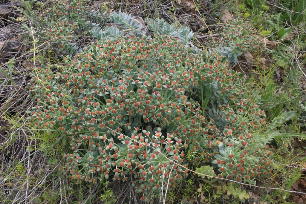 Изображение особи Euphorbia marschalliana.