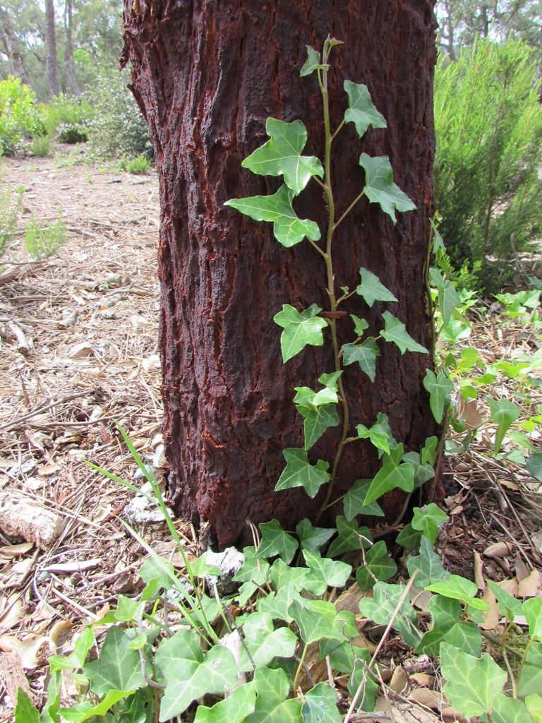 Image of Hedera helix specimen.