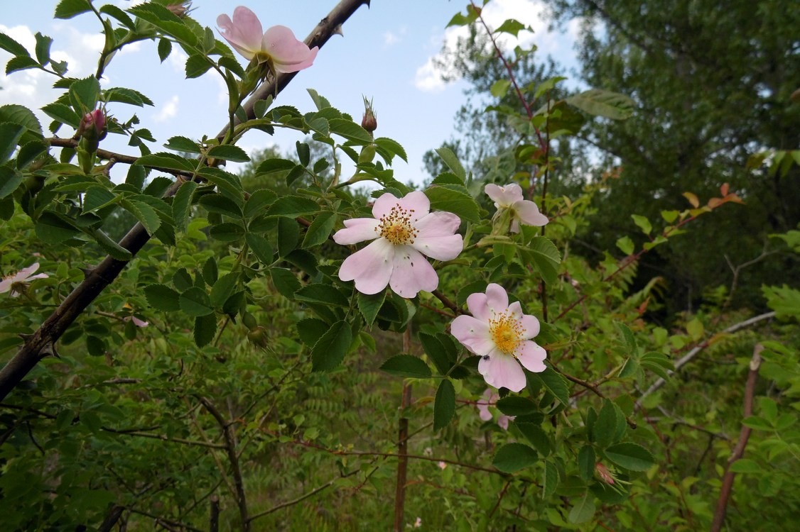 Image of Rosa corymbifera specimen.
