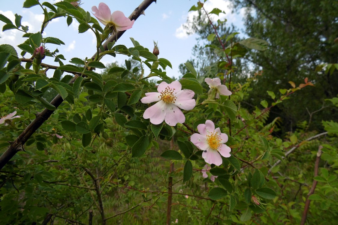 Изображение особи Rosa corymbifera.