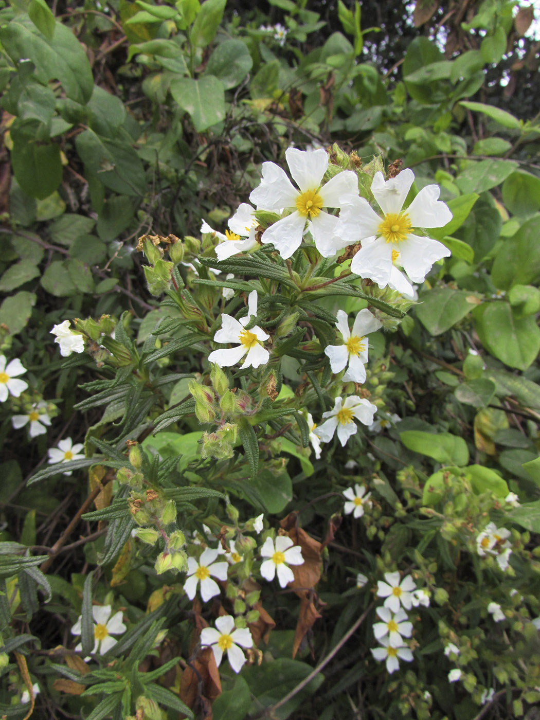 Изображение особи Cistus monspeliensis.