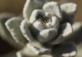 Otanthus maritimus