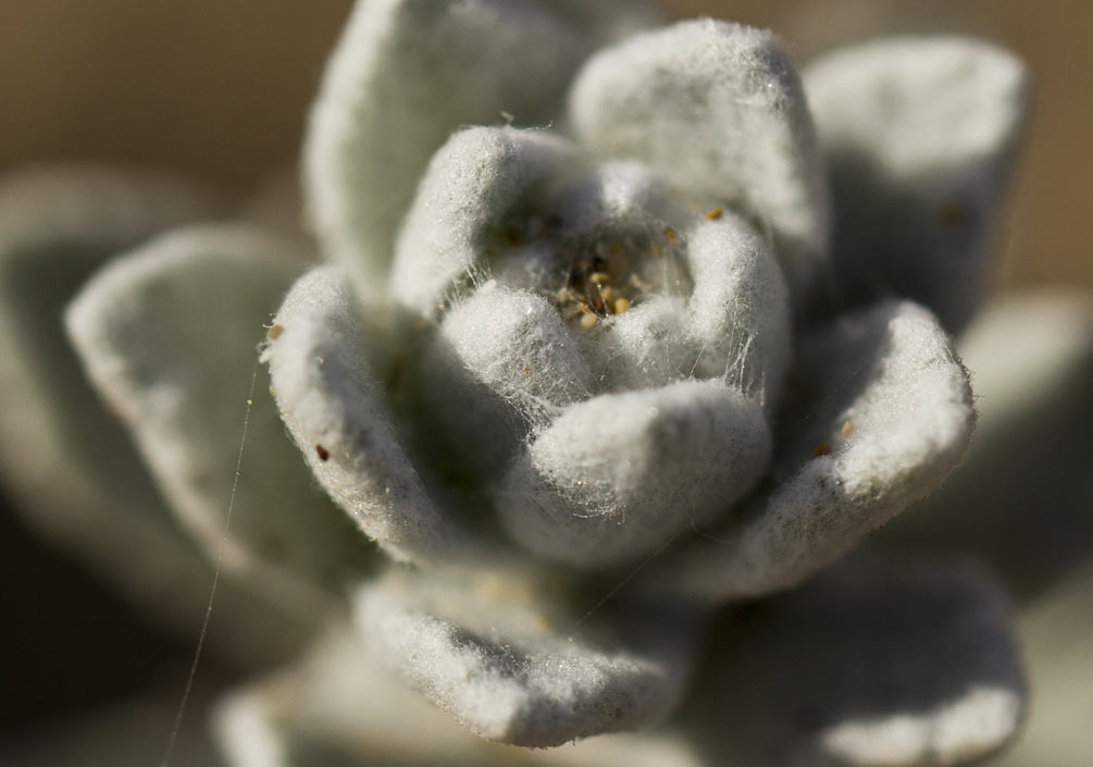 Изображение особи Otanthus maritimus.