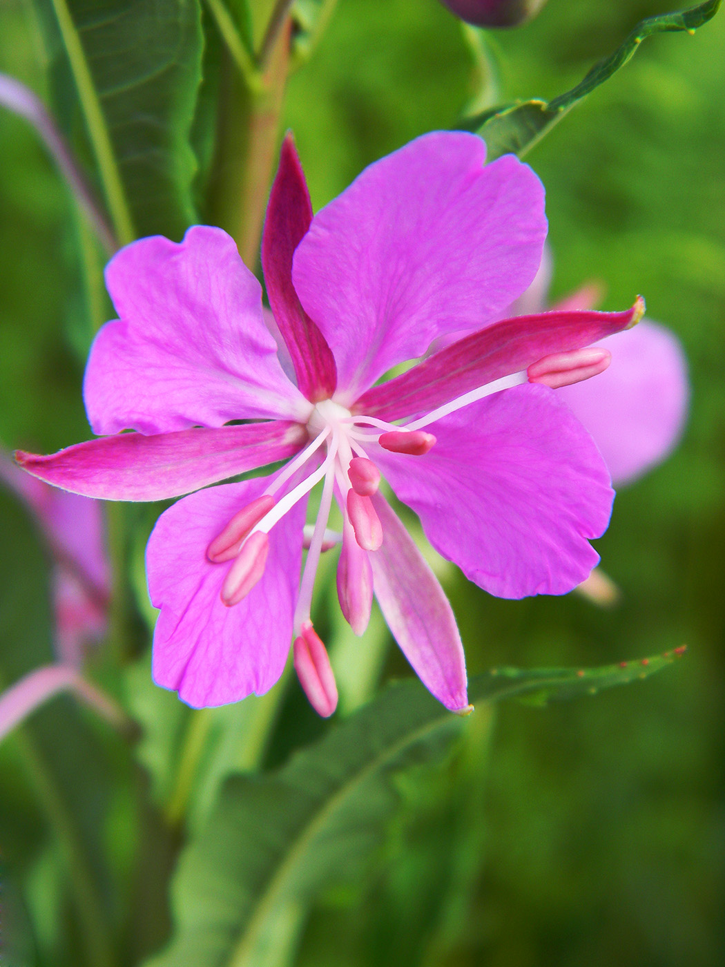 Изображение особи Chamaenerion angustifolium.