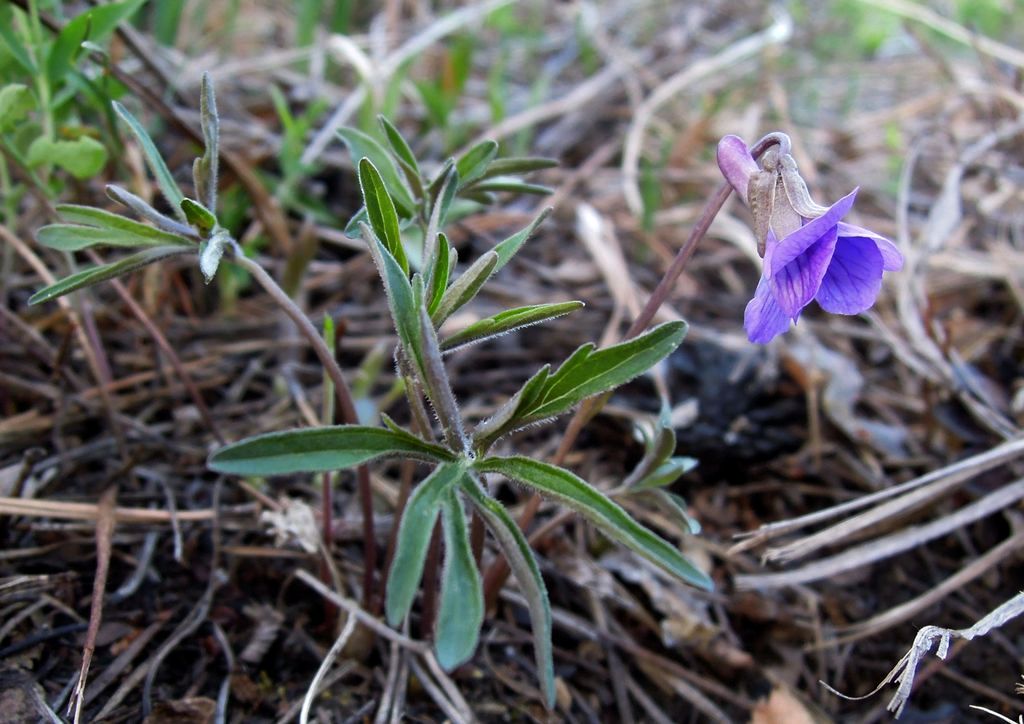 Изображение особи Viola milanae.