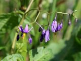 Solanum dulcamara. Соцветие. Беларусь, Минская обл., Минский р-н, окр. агрогородка Ждановичи, луг у водохранилища Дрозды. 18.06.2016.