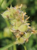 Astragalus cicer. Соплодие. Ростовская обл., Неклиновский р-н, Самбекское с/п, дол. р. Самбек, у дороги. 24.06.2016.